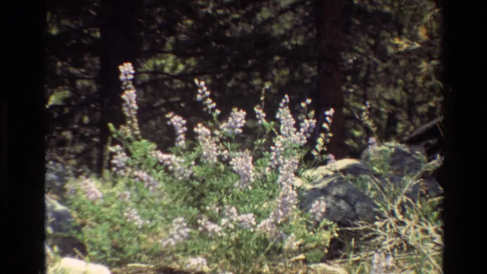 Final metadata-supported 1981 8mm frame focused on pale wildflowers and rocky ground, with dense conifer shade in the background.