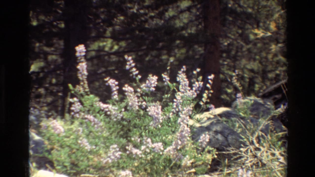 1981 8mm home-movie frame of purple lupine flowers and leafy stems in a shaded wooded setting with rocks and dark trunks.