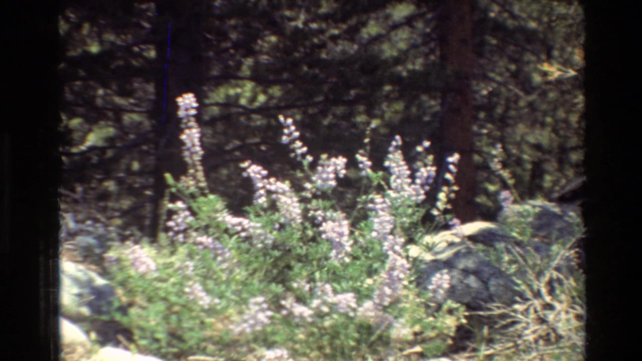 Cluster of pale purple lupine flowers beside rocks under dark forest trees.
