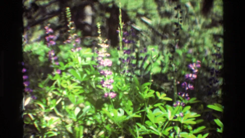 1981 8mm home-movie frame with purple lupine stems, bright green leaves, and blurred dark woodland behind.