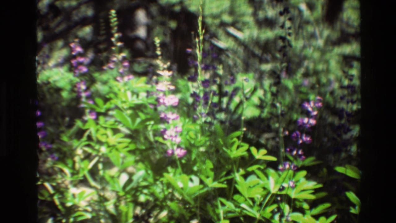 Close 1981 8mm view of purple wildflowers and green leaves in a wooded setting listed as British Columbia.