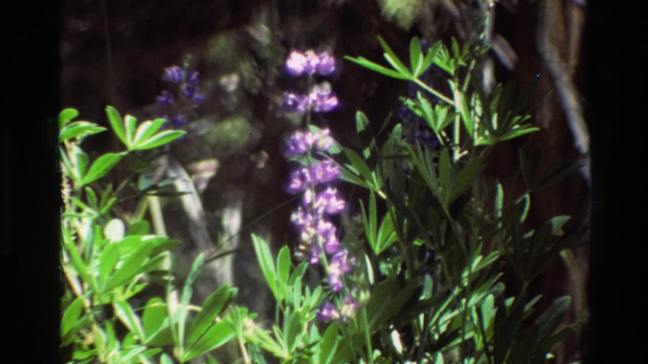 Purple blossoms and green leaves near tree trunks in bright sunlight.