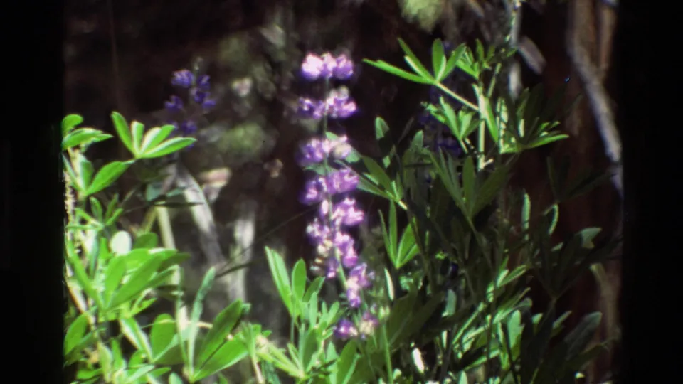 A closer 8mm frame shows purple flowers and leafy stems against shadowed trees in the listed British Columbia nature setting.