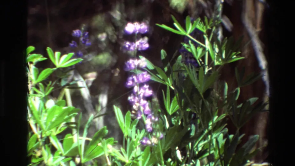 A tall purple flower spike stands among green foliage in a soft, handheld 1981 8mm woodland close-up.