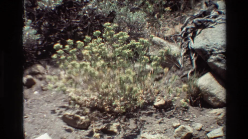 The final 8mm frame shifts to rocky ground with small shrubs, dry soil, and forest-edge vegetation in bright outdoor light.