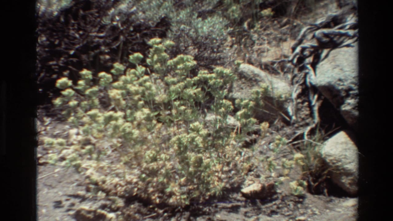 1981 8mm home-movie frame of pale green clustered wildflowers beside rocks and dry ground in a natural setting.