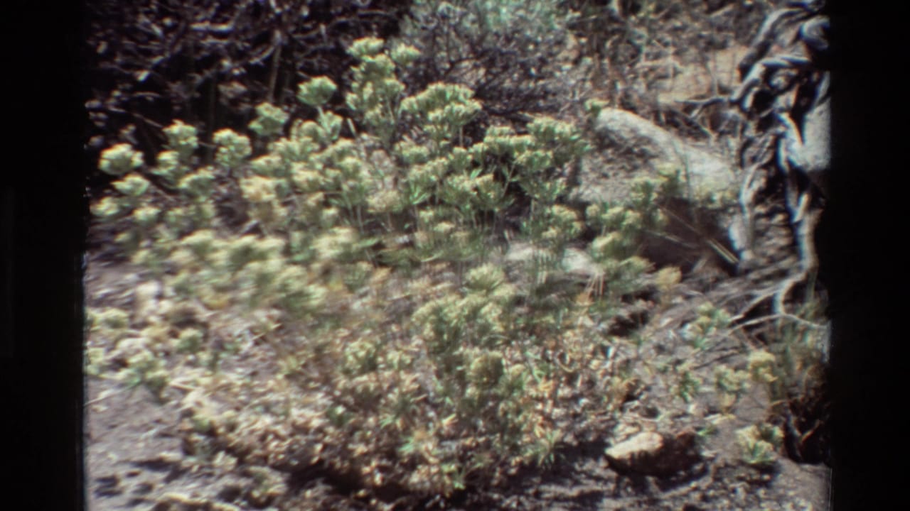 Soft 8mm frame showing pale wildflower clusters, scrubby foliage, rocks, and dry ground, with visible film borders.
