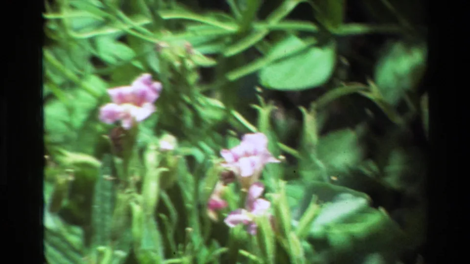 Close 1981 8mm view of pink wildflowers, buds, stems, and soft green foliage in shallow focus.