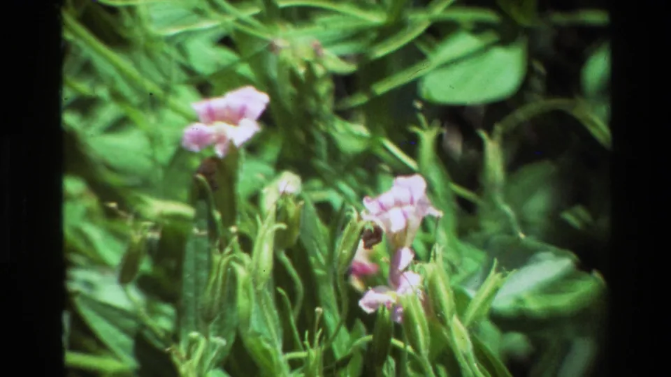 Archival 8mm close-up of pink blossoms, upright buds, and layered green leaves in a natural plant setting.