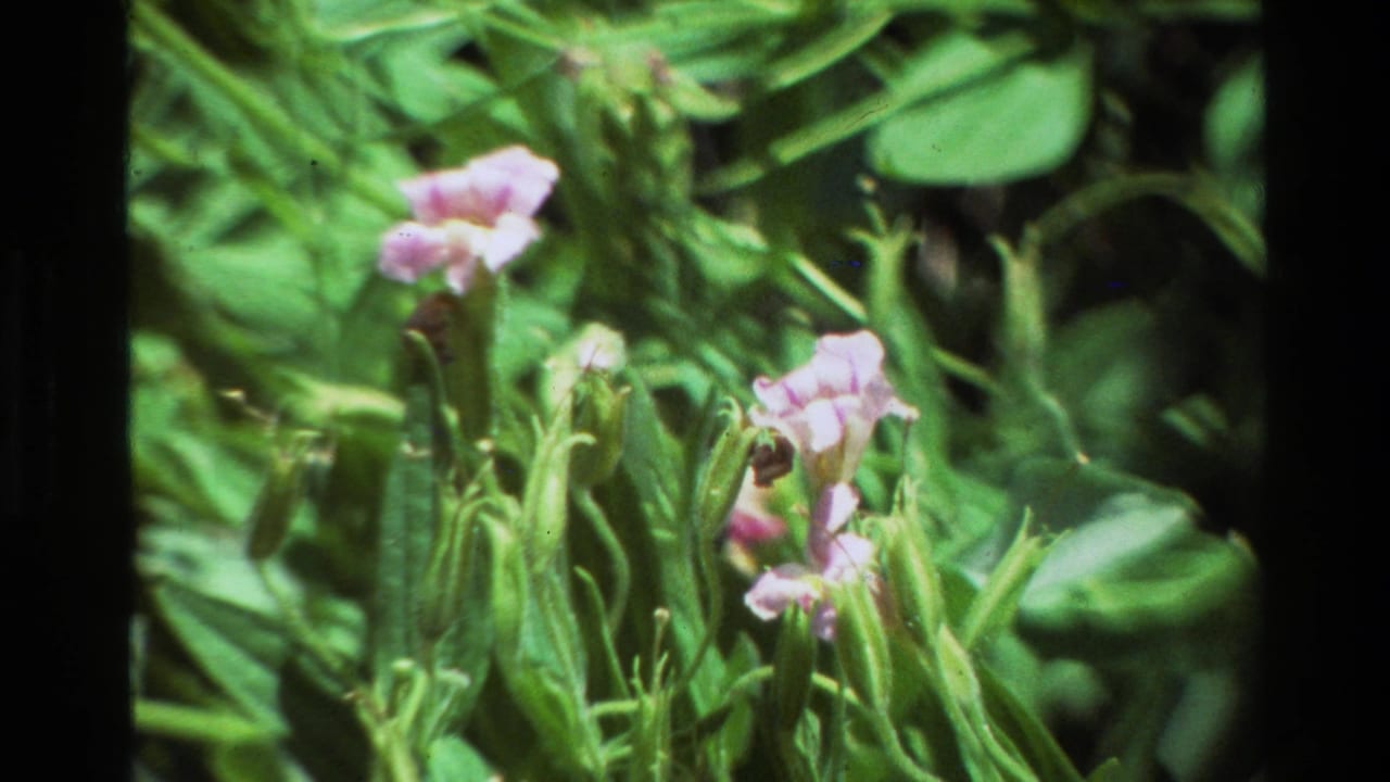 Pink-violet flowers and green stems in dense foliage on 8mm film.