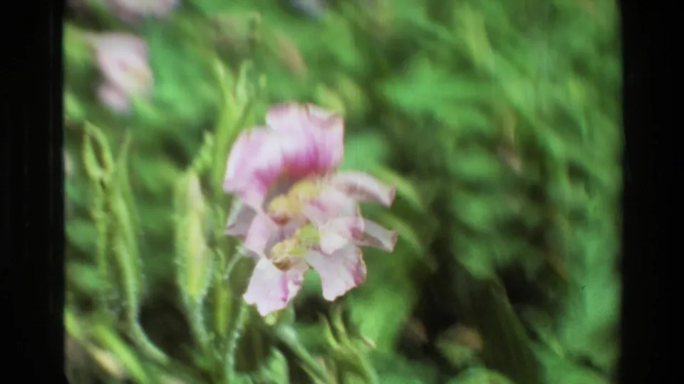 Supplied 1981 8mm nature footage frame showing a soft-focused pink-violet blossom against dense green foliage.