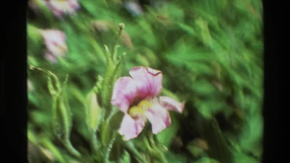 1981 8mm close-up of a pink-violet flower low in frame, with stems, buds, and soft green foliage around it.