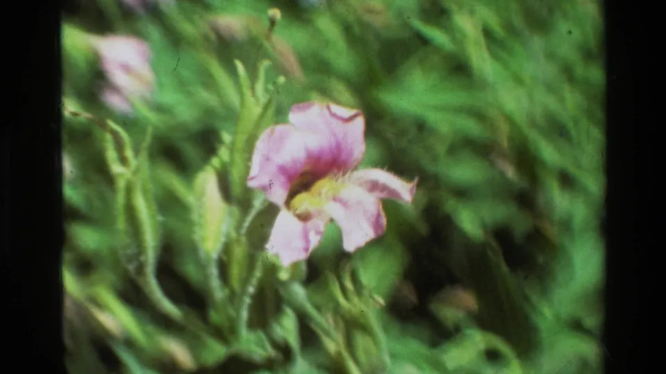 Supplied 1981 8mm frame of a pink-violet blossom with nearby buds and dense green foliage in handheld home-movie style.