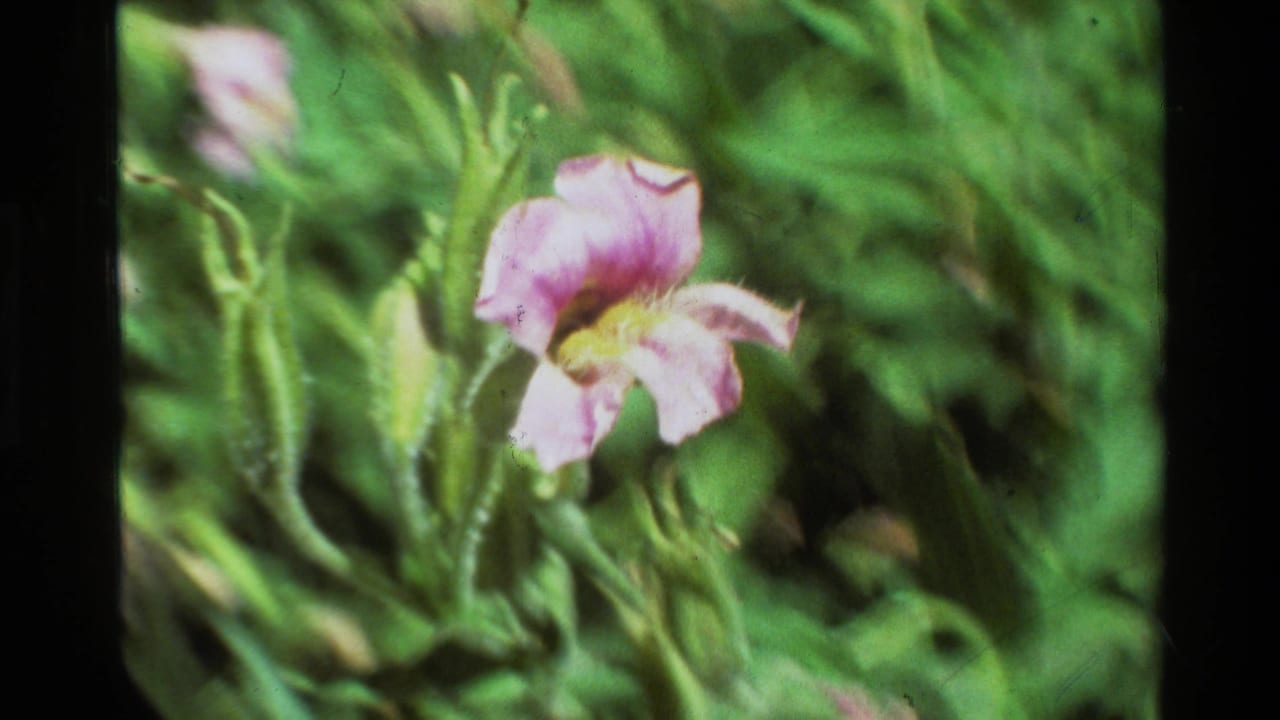 Pink-purple flower blooming among dense green forest plants.