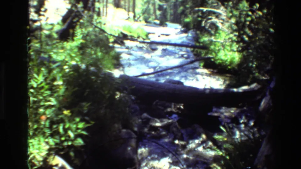 1981 8mm view of a swift forest creek with sunlit water, rocks, dense greenery, and a fallen log crossing the stream.