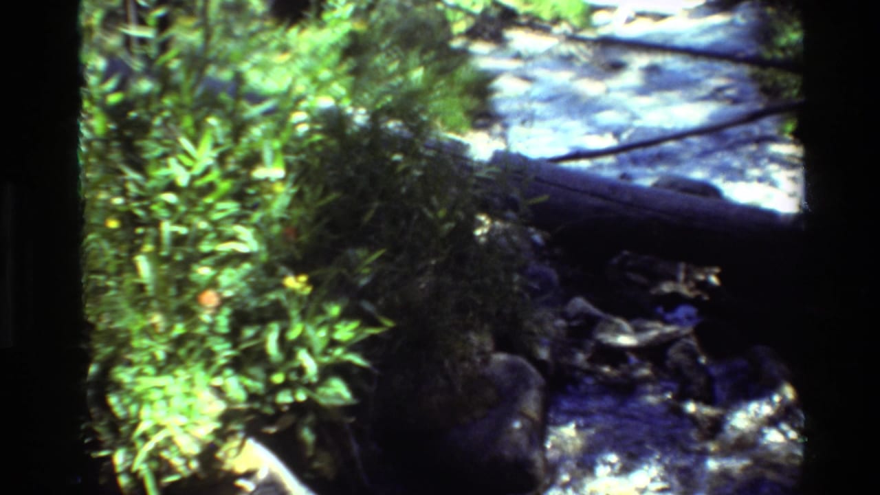 1981 8mm home-movie frame of dense green plants near a shaded stream, with rocks and a fallen log visible through bright dappled light.