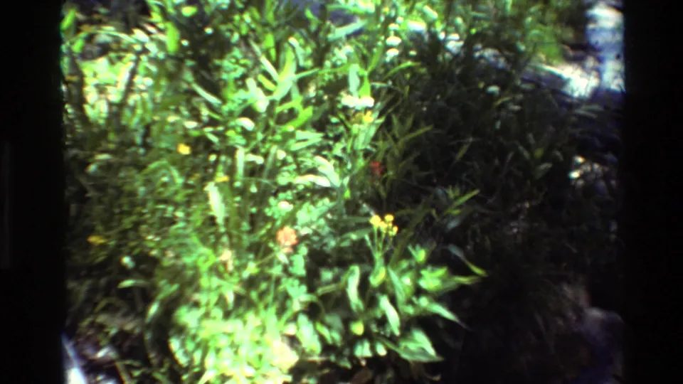 Close 8mm frame of sunlit green woodland plants with small yellow flowers, filmed in the British Columbia-labeled 1981 home-movie clip.