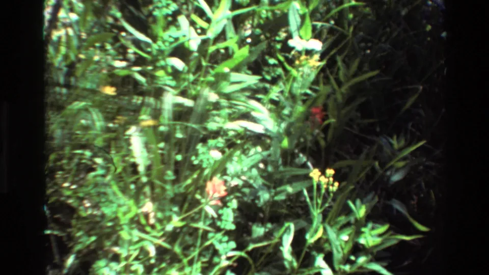 Soft, grainy 8mm view of thick green undergrowth with scattered yellow and pale flowers, seen from a close home-movie viewpoint.
