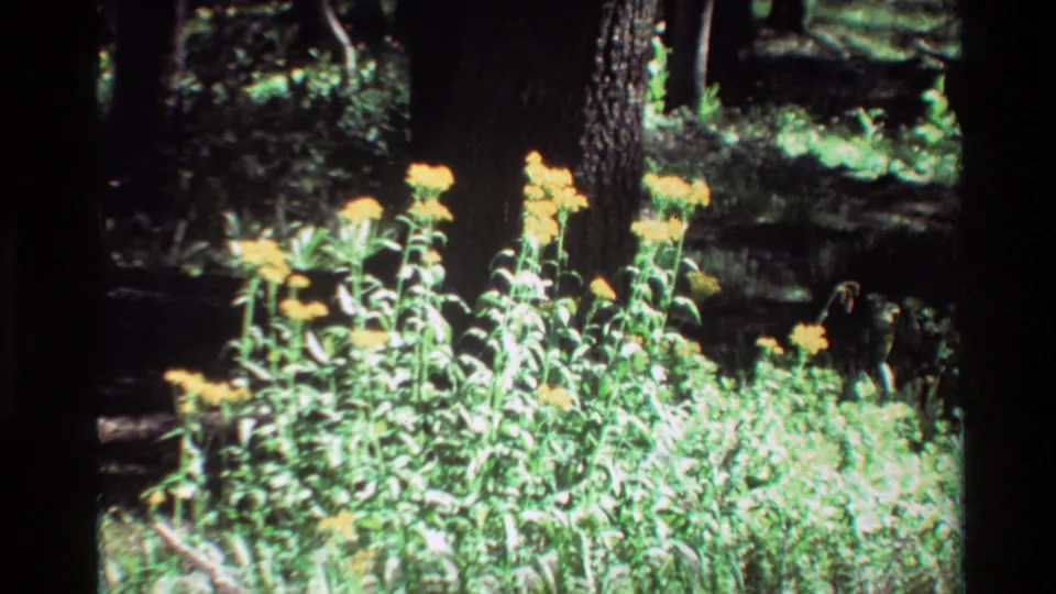 British Columbia-labeled 1981 8mm frame showing yellow wildflowers and leafy stems near dark tree trunks in mottled forest light.