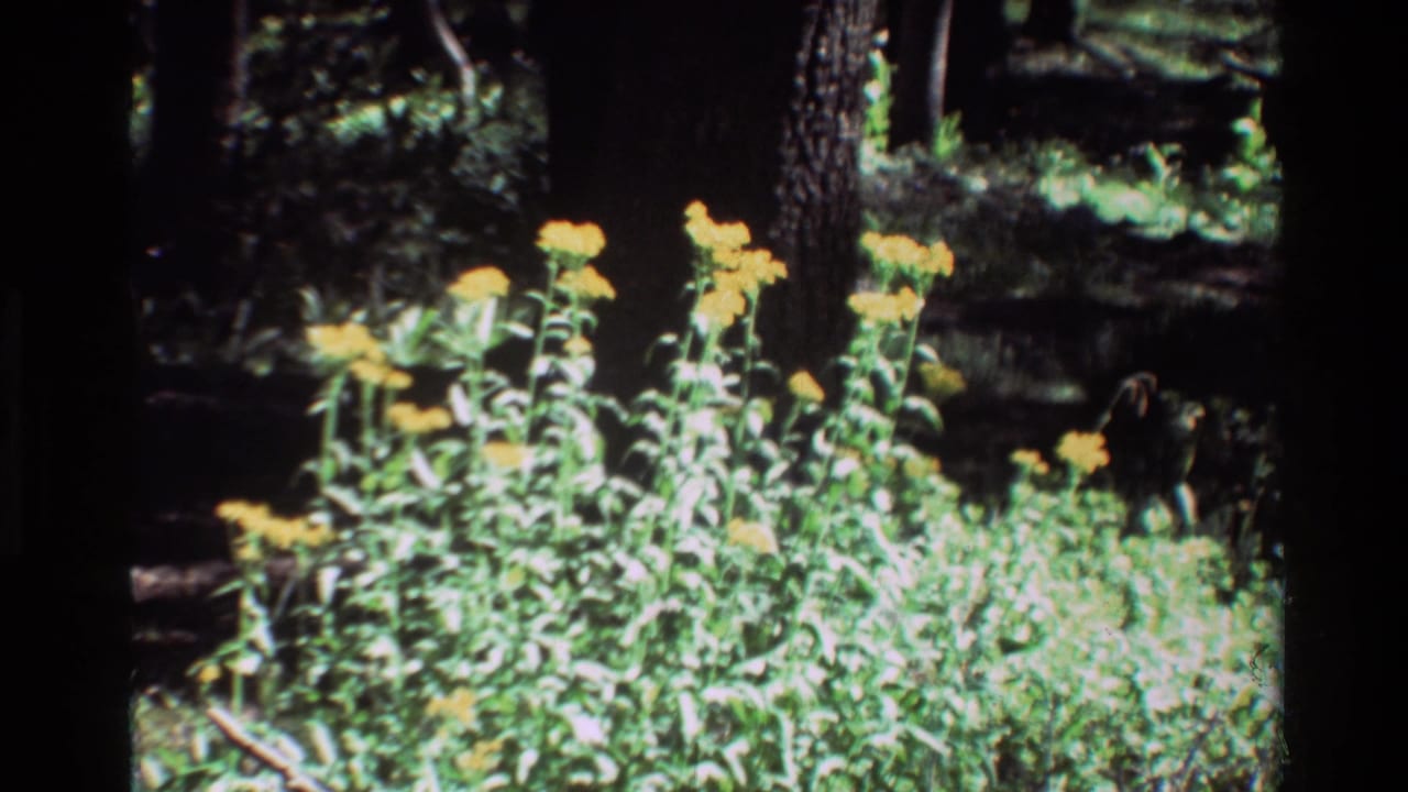 Yellow wildflowers growing in a shaded forest clearing with dark tree trunks behind them.