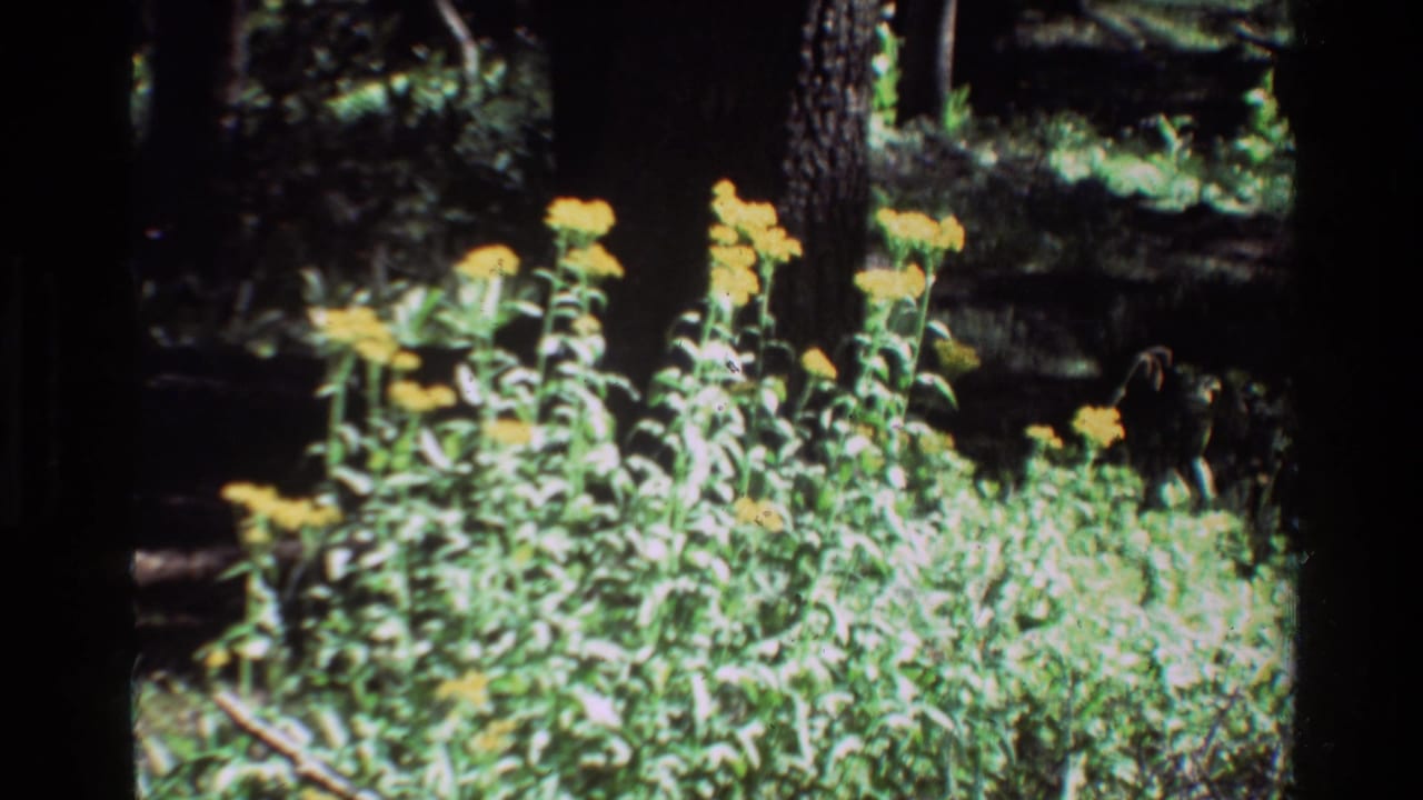 Cluster of yellow flowers and green plants in bright sun with trees in shadow behind.