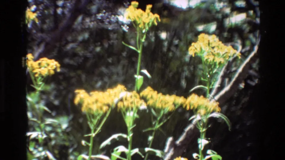 Close 8mm view of tall yellow flower clusters, green stems, and shaded woodland growth, with 1981 date from metadata.