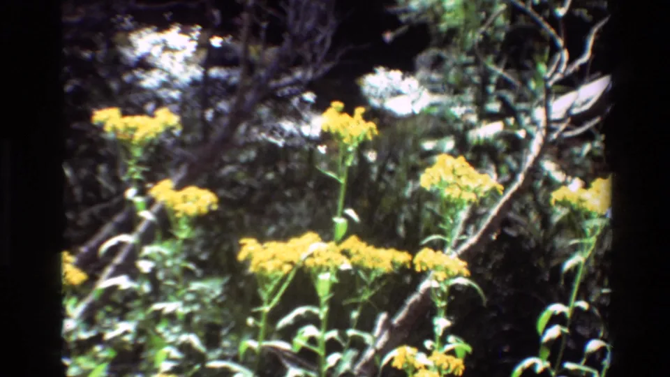 A final 1981 8mm frame shows yellow wildflowers among leaves, branches, and shaded forest light.