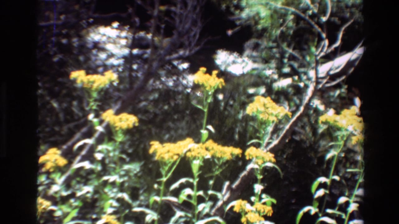 Reported 1981 8mm footage of yellow wildflowers in a shaded forest area, with branches and foliage behind them.
