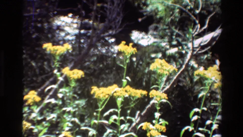 Reported 1981 8mm footage of yellow wildflowers in a shaded forest area, with branches and foliage behind them.