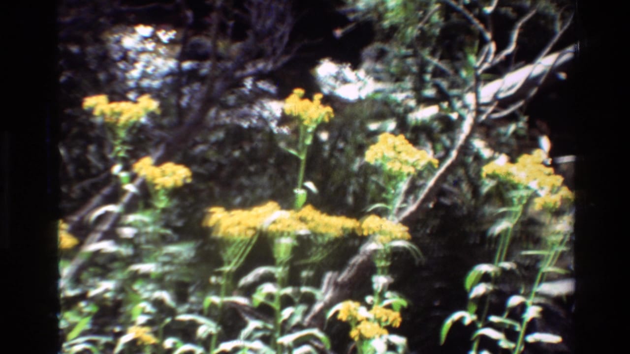 Reported British Columbia 8mm frame showing yellow wildflowers and green foliage in soft, sunlit forest focus.
