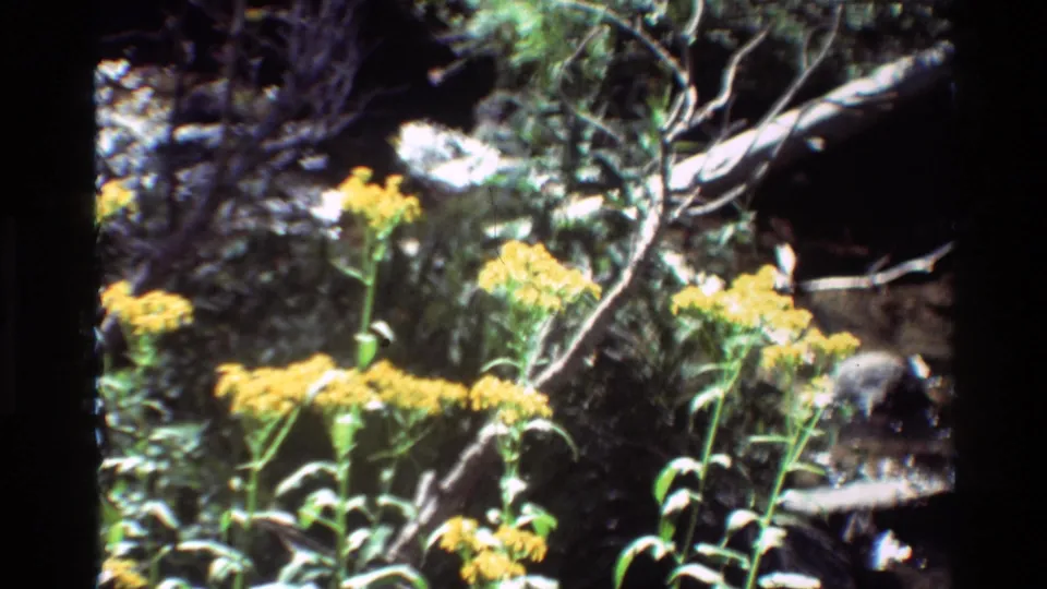 Reported 1981 home-movie frame of yellow flowers in forest under mixed sunlight and shade, with soft 8mm texture.