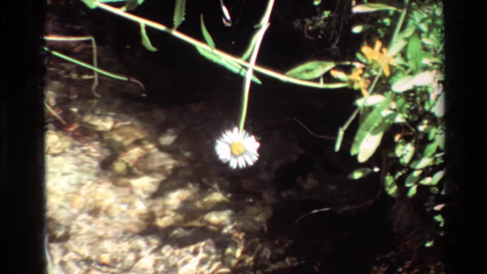Reported British Columbia 8mm close-up of a white daisy suspended over sunlit, rippling stream water and surrounding plants.