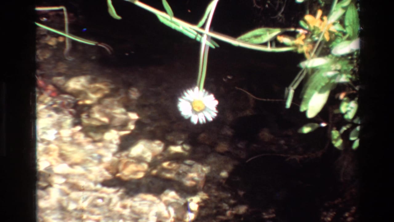 White daisy-like flower hanging over a shallow rocky stream.