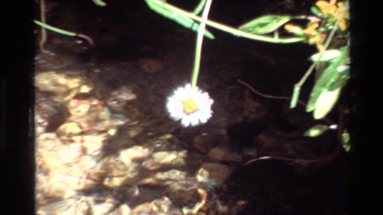 The flower remains suspended over the shallow stream, with bright stones and darker water shadows behind it.
