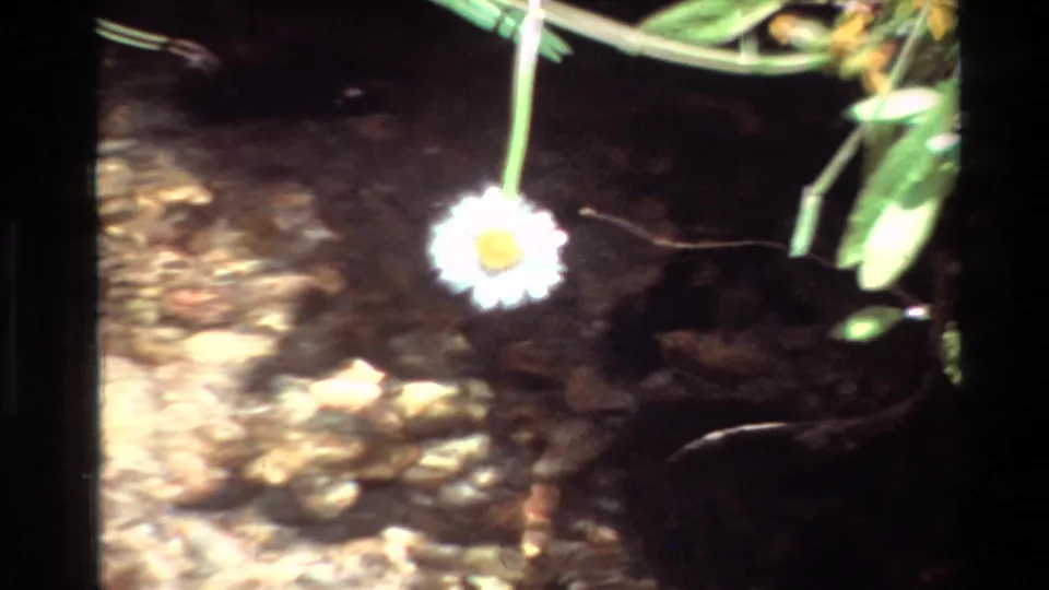 Close 8mm view of a white daisy-like flower over a shallow stream, with soft focus, rocks, and dark water shadows.