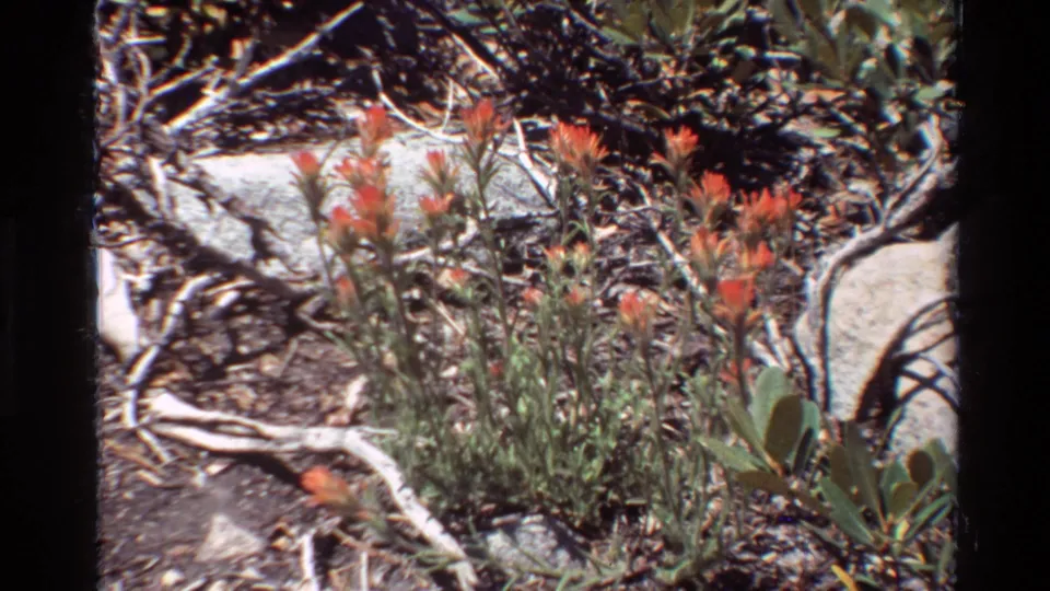 Red wildflowers and green plants grow in dry brush beside pale rocks, continuing the 1981 British Columbia nature footage.