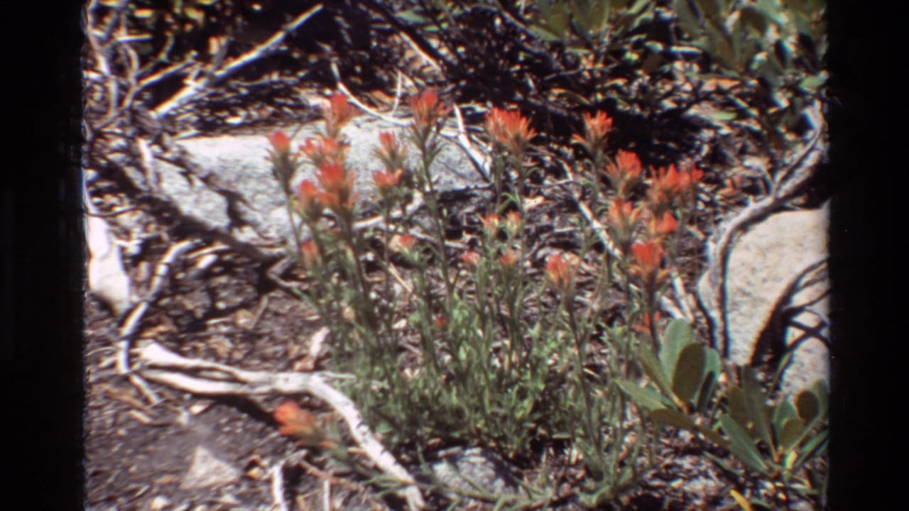 Orange wildflowers among dry branches, rocks and sparse foliage in bright sunlight.