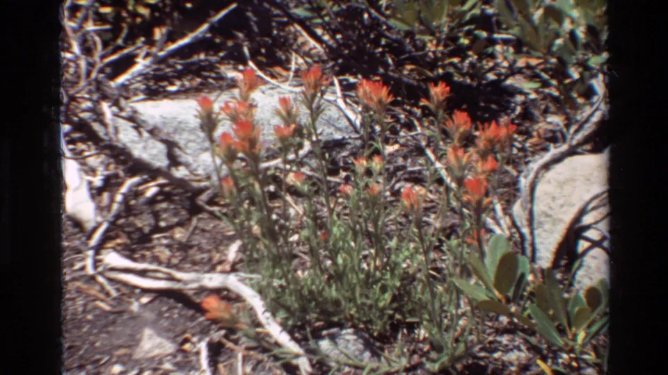 1981 8mm frame of orange wildflowers growing among dry branches, pale rocks and green foliage in a sunlit outdoor setting.