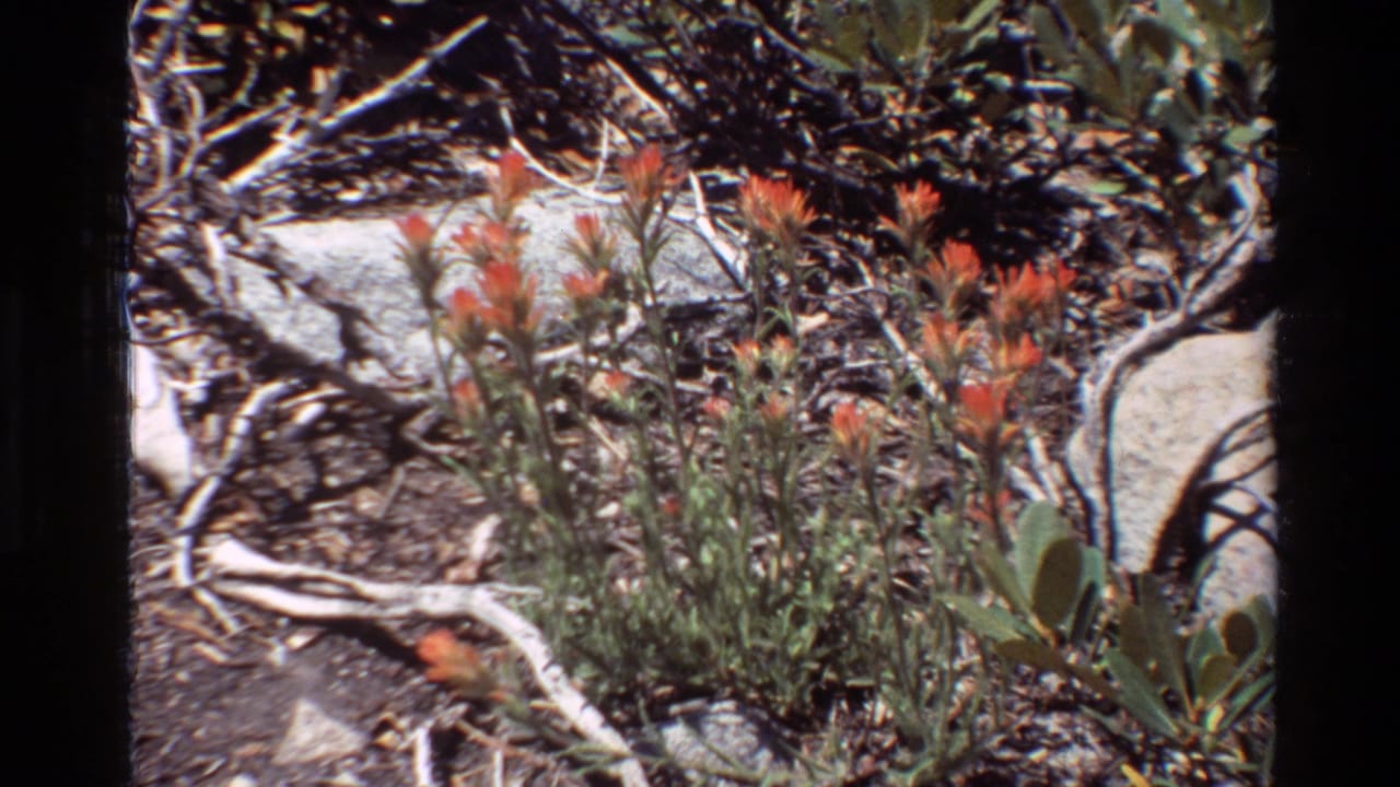 Close 8mm view of orange flowers and green stems beside rocks, dry twigs and sparse ground cover, listed with 1981 metadata.