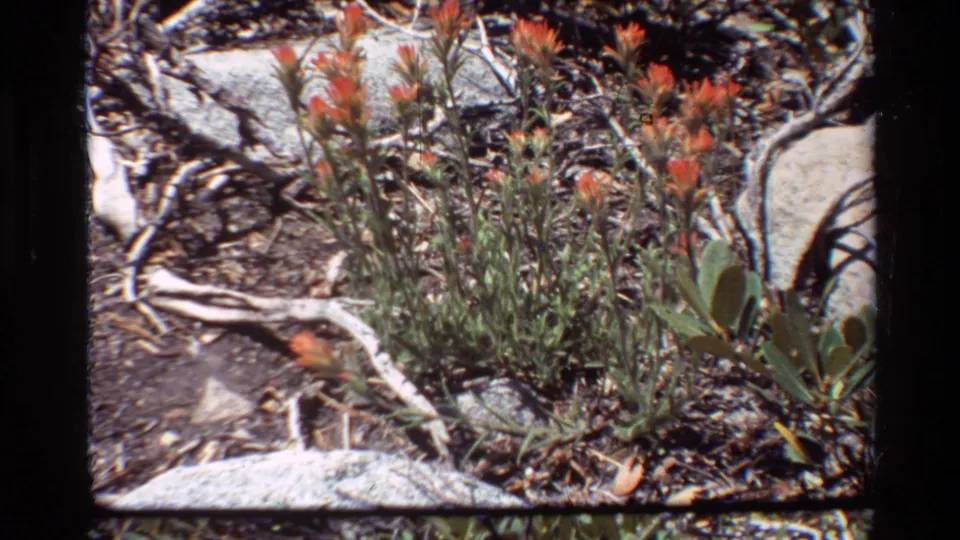 Orange wildflowers appear in a sunlit natural setting with branches, stones, dark soil and low green plants in an archival 8mm frame.