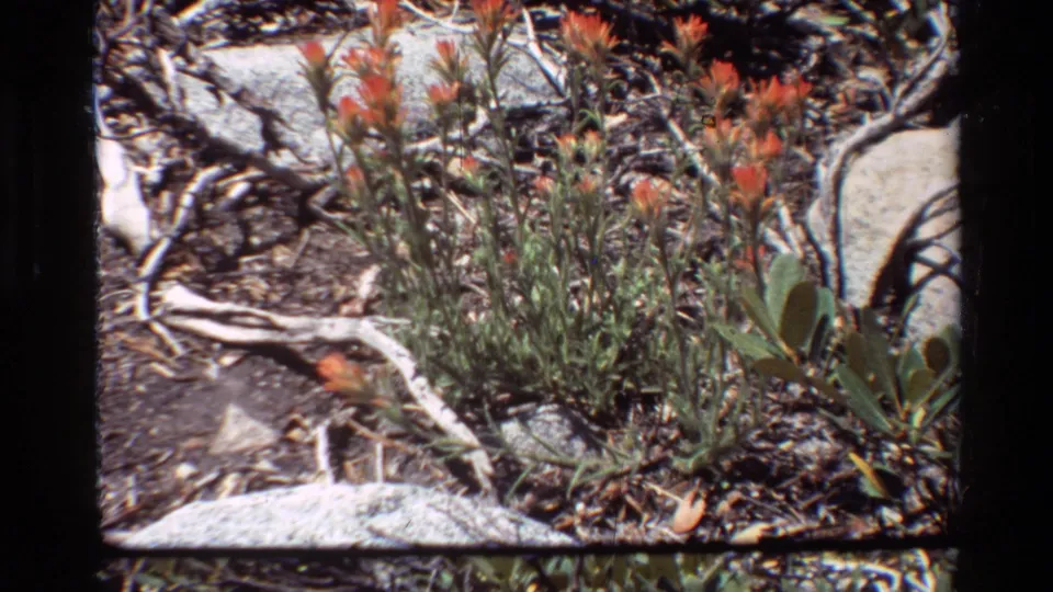 Final 8mm frame shows orange flowers with leafy stems amid dry branches, rocks and shadowed ground, consistent with the supplied 1981 nature footage.