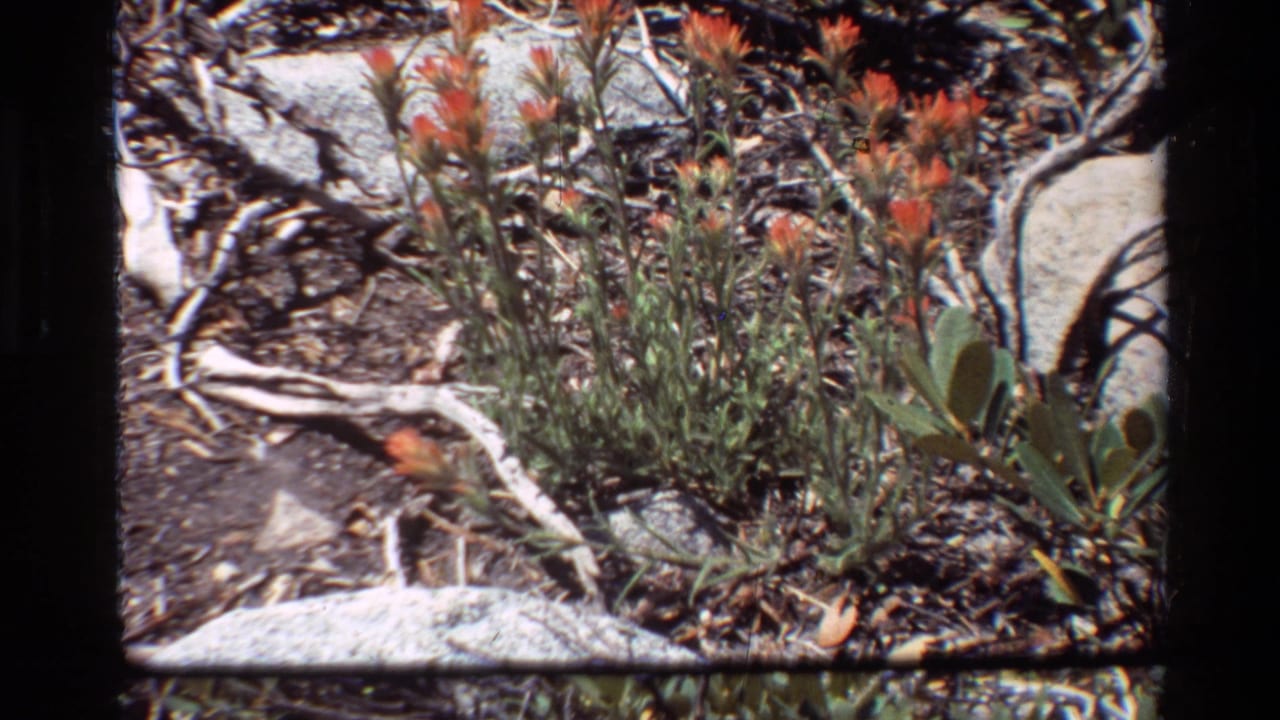 1981 8mm frame of orange wildflowers, green stems, broad leaves, pale rocks, and dry twigs in a rugged natural setting.