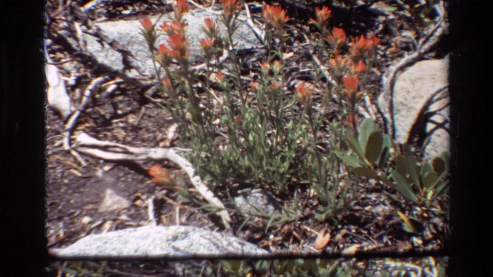 1981 8mm frame of orange wildflowers, green stems, broad leaves, pale rocks, and dry twigs in a rugged natural setting.