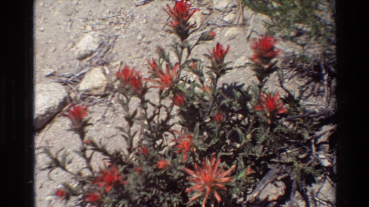 1981 8mm frame of red wildflowers and green foliage in a rocky, sunlit natural setting identified in metadata as British Columbia, United States.