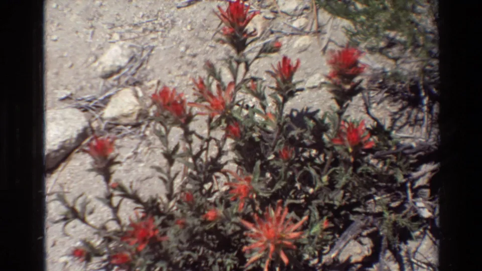 1981 8mm frame of red wildflowers and green foliage in a rocky, sunlit natural setting identified in metadata as British Columbia, United States.