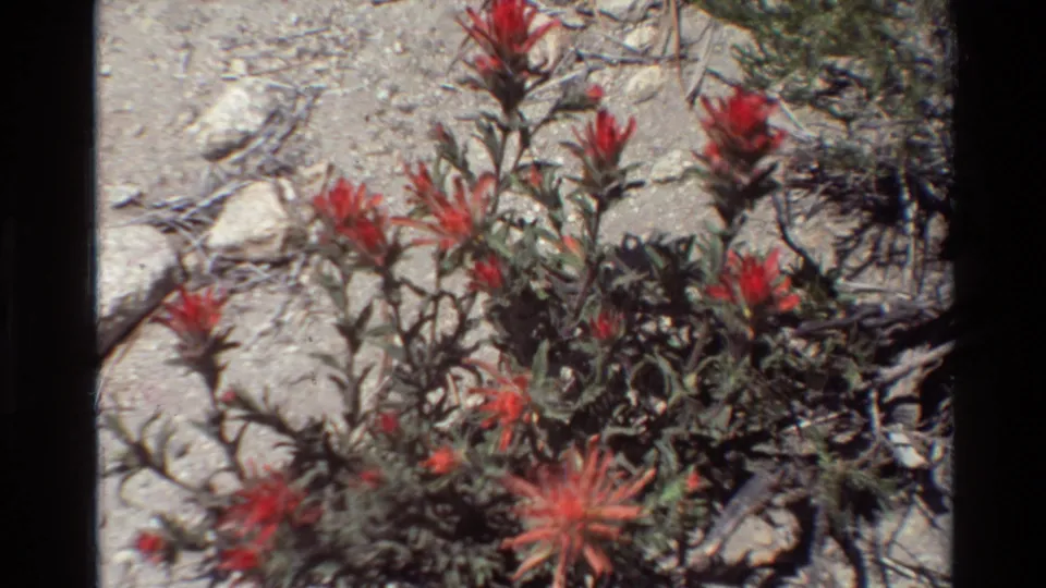 Close 8mm view of red wildflowers, scrub leaves, and scattered rocks in bright outdoor light, from footage dated 1981.