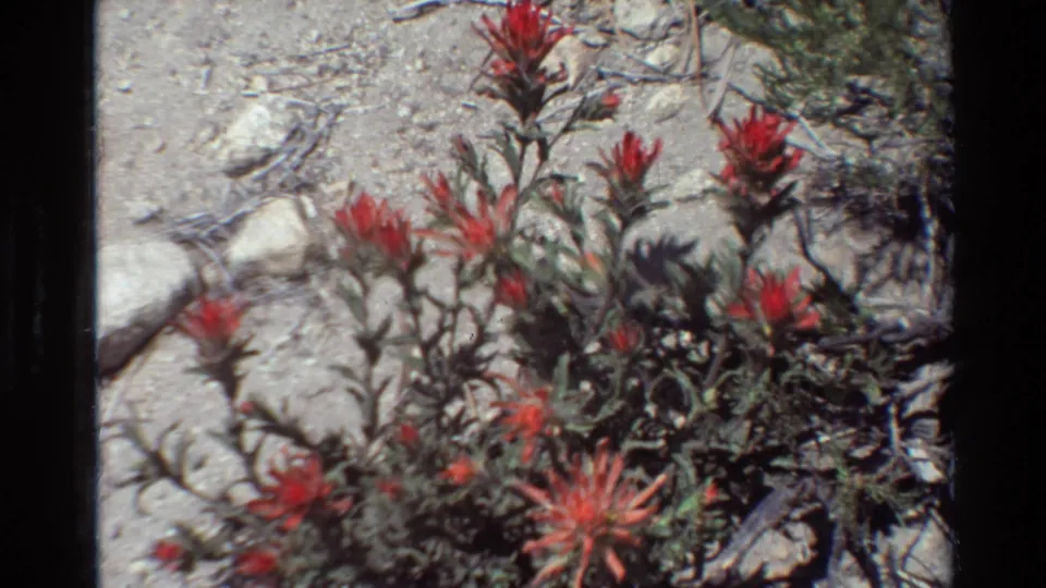 Vintage 8mm frame showing red wildflowers in a dry, rocky patch, with soft focus and visible film-frame edges.