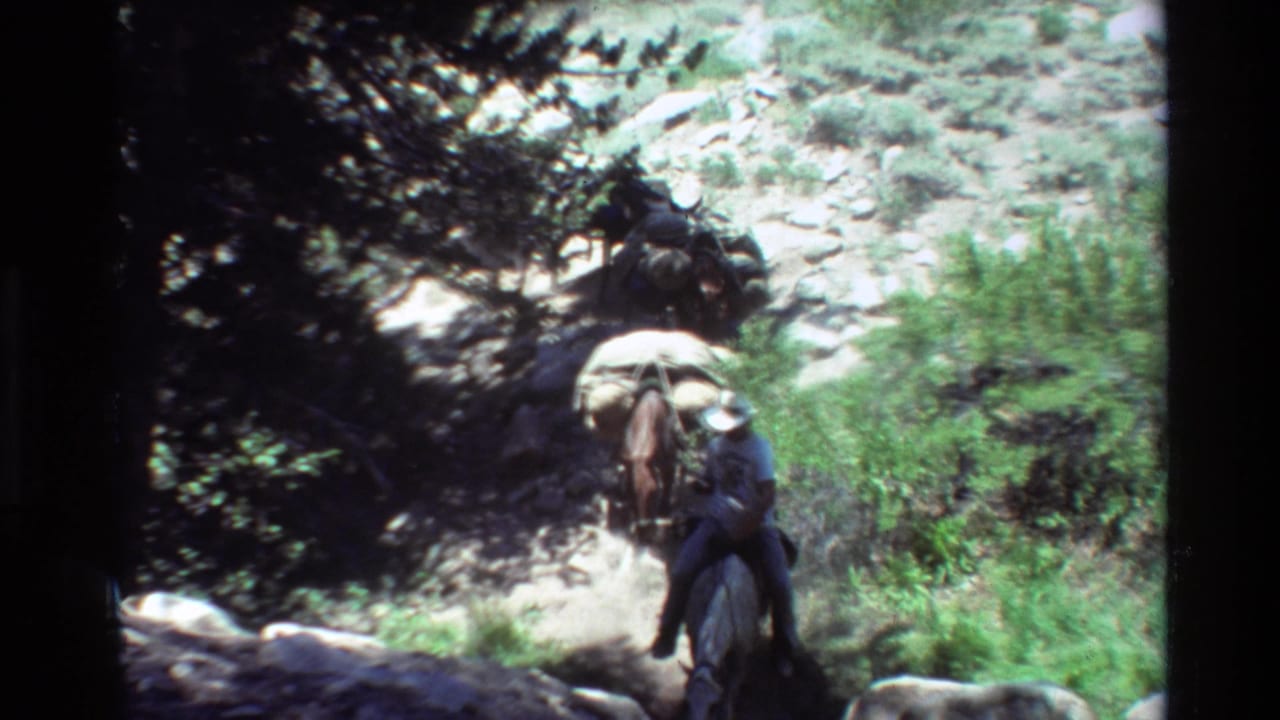 Pack horses and a rider move down a rocky trail through trees and shrubs.