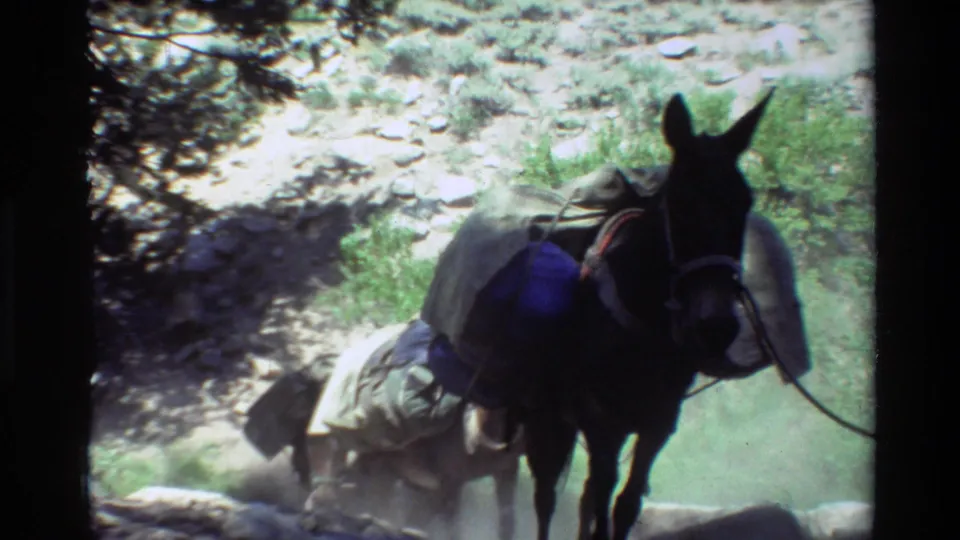 A dark pack animal with saddlebags and gear passes close to the 8mm camera on the forest trail.
