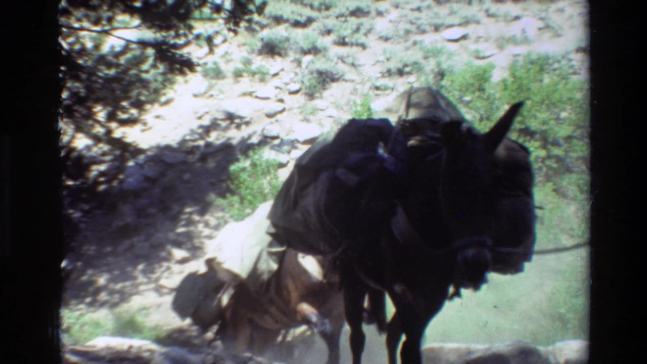 1981 8mm frame of saddled pack mules moving through a rocky, sun-dappled mountain trail setting.